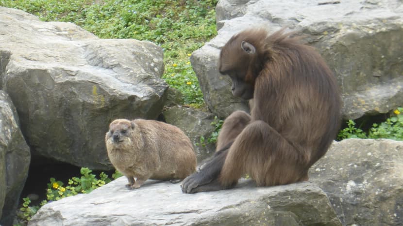 Rock hyrax and gelada in the Semien Mountains of Zoo Zurich.