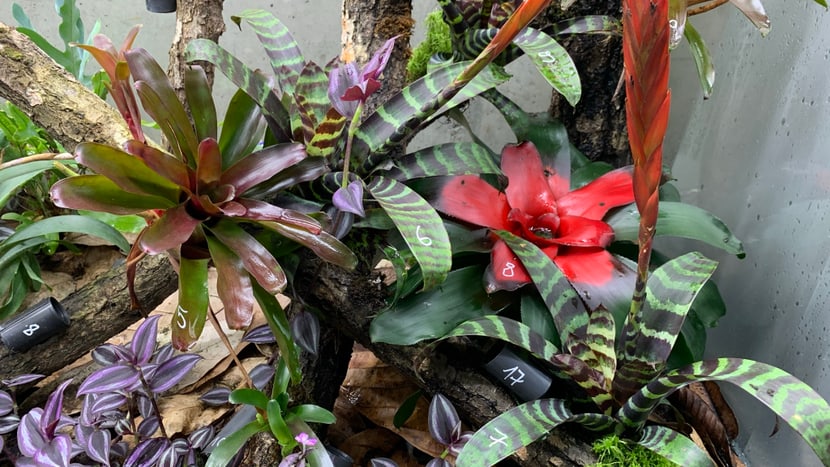 Zuchtterrarium des Harlekin-Baumsteigers mit nummerierten Eiablage- und Aufzuchtplätzen.