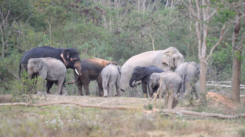 Leadimage Naturschutzprojekt Kaeng Krachan 01 Asiatische Elefanten im Kaeng Krachan Nationalpark in Thailand
