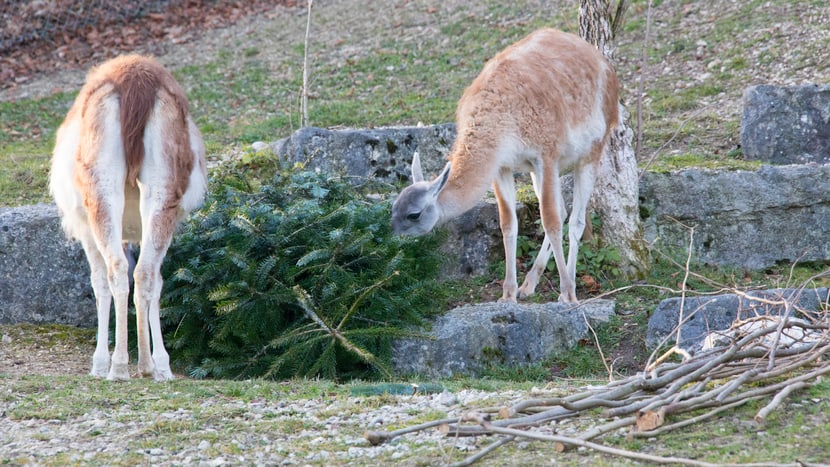 Foto: Zoo Zürich, Rita Schlegel Christbaumverfüttern 2015/2016, Guanakos.