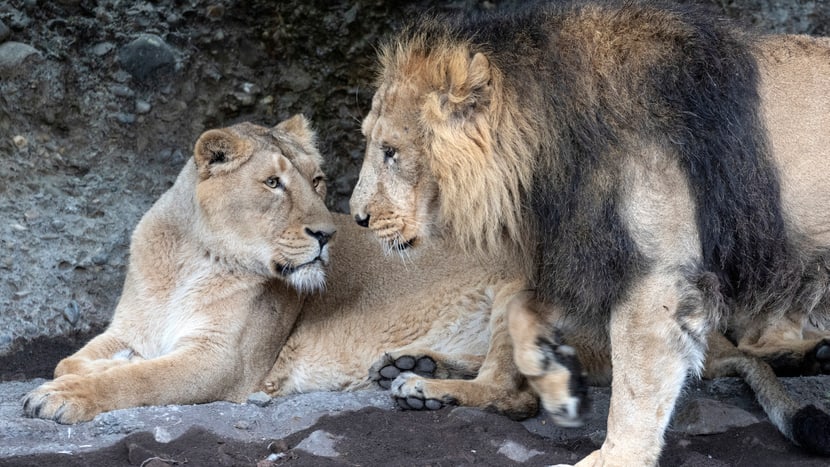 Foto: Zoo Zürich, Enzo Franchini Asiatische Löwen Jeevana (l.) und Radja im Zoo Zürich.
