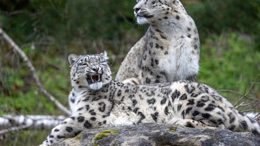 Schneeleoparden Saida und Shahrukh im Zoo Zürich.