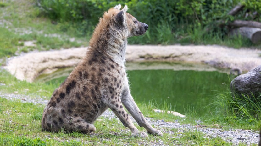 Tüpfelhyäne Tesi in der Lewa Savanne des Zoo Zürich.