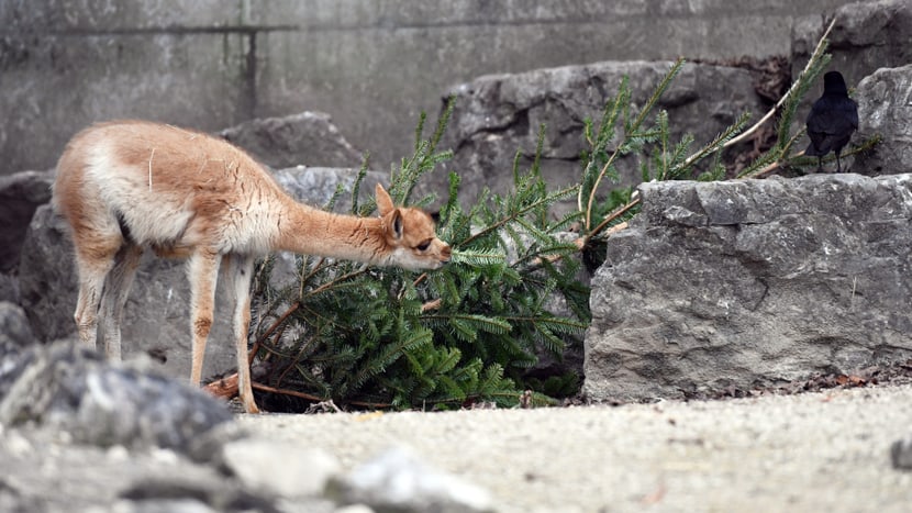 Foto: Zoo Zürich, Dominik Ryser Christbaumverfüttern 2021/2022, Vikunja.