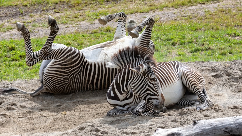 Foto: Zoo Zürich, Enzo Franchini Grevyzebras in der Lewa Savanne im Zoo Zürich.