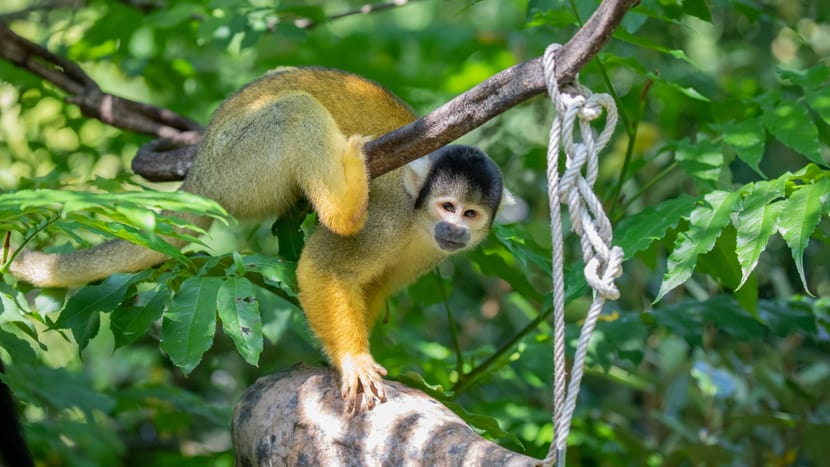 Foto: Zoo Zürich, Albert Schmidmeister Totenkopfäffchen im Pantanal des Zoo Zürich.