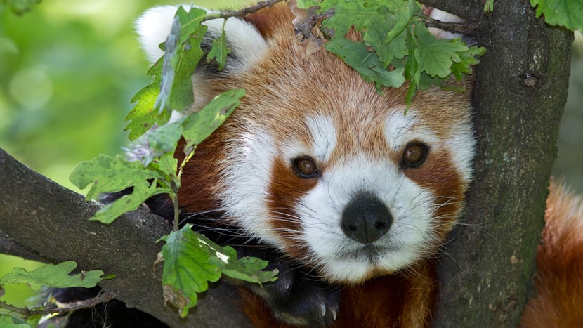 Teaser Gutscheine Eintrittskarten Online Shop