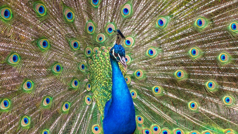 Foto: Zoo Zürich, Enzo Franchini Blauer Pfau im Zoo Zürich.