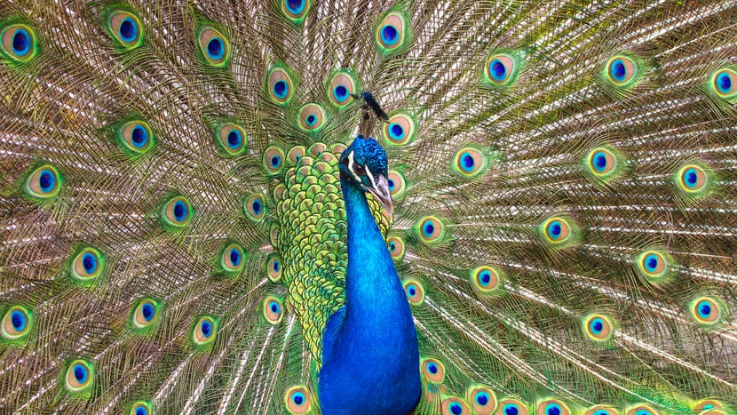 Blauer Pfau im Zoo Zürich.