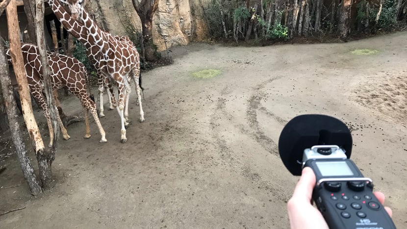 Foto: Zoo Zürich, Nicole Schnyder Töne einfangen im Lewa Giraffenhaus.