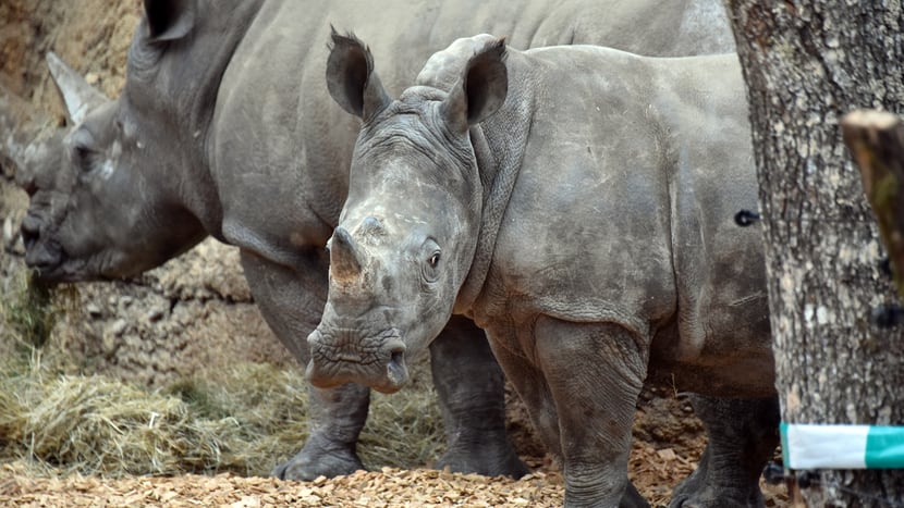 Foto: Zoo Zürich, Cordula Galeffi Breitmaulnashörner Talatini (vorne) und Tanda in der Innenanlage der Lewa Savanne.