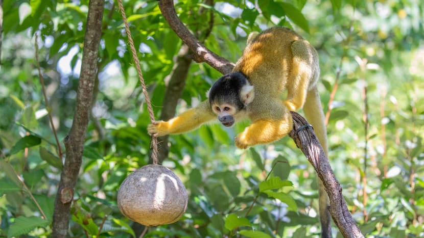 Foto: Zoo Zürich, Albert Schmidmeister Totenkopfäffchen im Pantanal des Zoo Zürich.