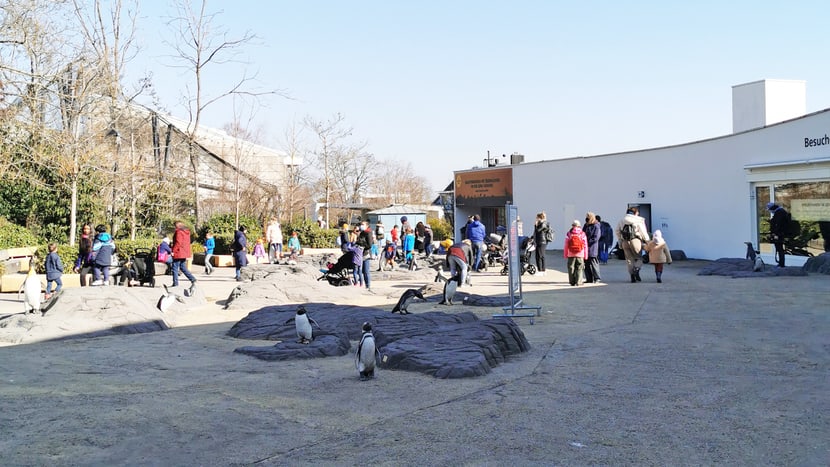Foto: Zoo Zürich, Sandro Schönbächler Tag der Zoo-Wiedereröffnung am 1.3.2021.