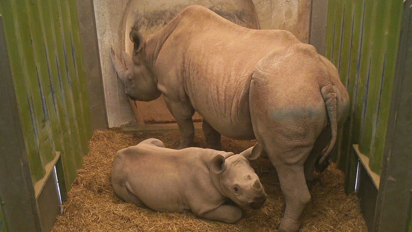Foto: Zoo Zürich Spitzmaulnashörner Olmoti (klein) und Samira in der Transportbox, 2015.