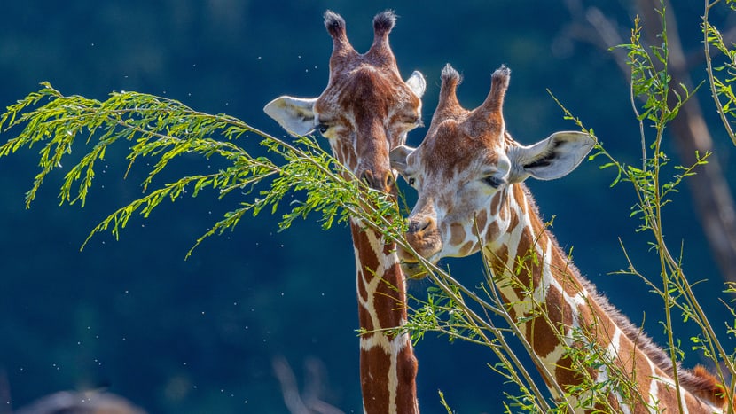 Foto: Zoo Zürich, Albert Schmidmeister Netzgiraffen Malou und Luna in der Lewa Savanne des Zoo Zürich.