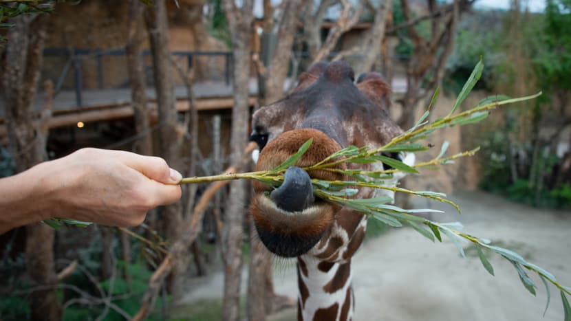 Fütterung der Netzgiraffen in der Lewa Savanne des Zoo Zürich.