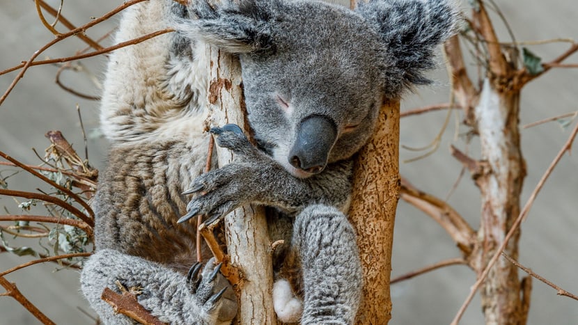Foto: Merlin Photography Ltd., David Niederhauser Bildauszug aus dem Buch Habitat, Koala.