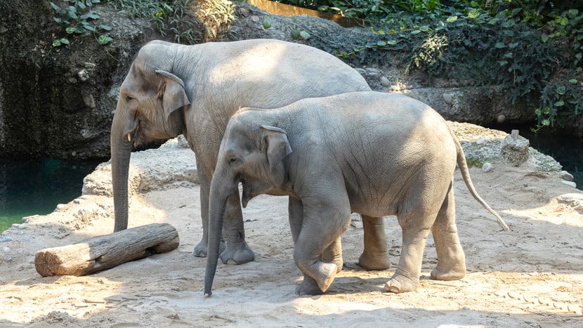 Asiatische Elefanten Ruwani (v.) und ihre Mutter Farha im Kaeng Krachan Elefantenpark des Zoo Zürich.