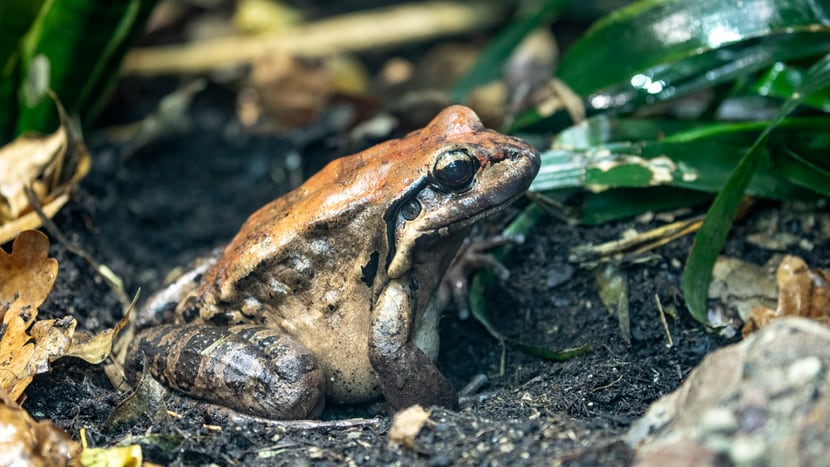 Antillen-Ochsenfrosch im Zoo Zürich.