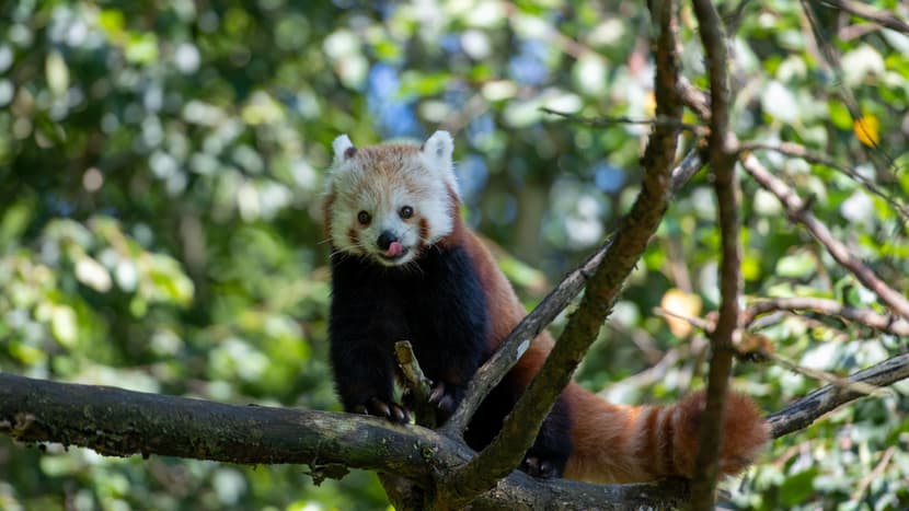 Kleiner Panda Siddhi zum ersten Mal in der Anlage.