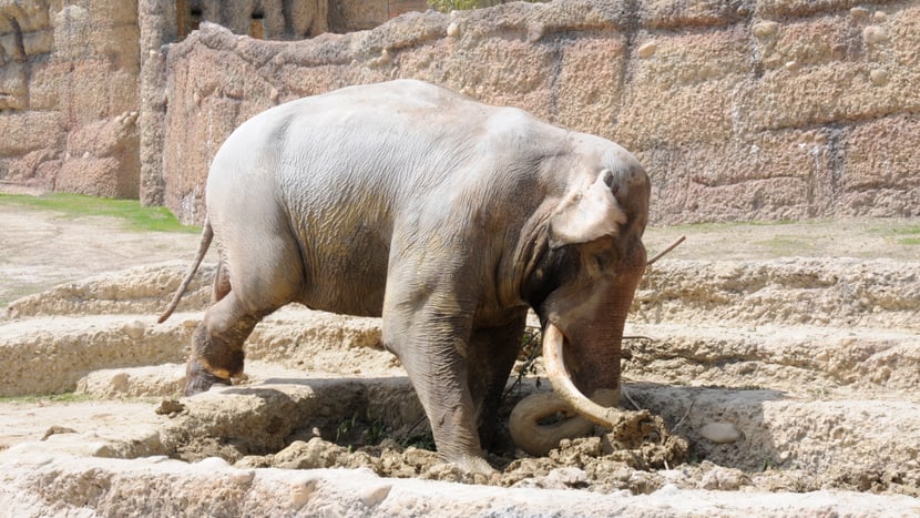 Maxi erkundet die Schlammsuhle im neuen Kaeng Krachan Elefantenpark.