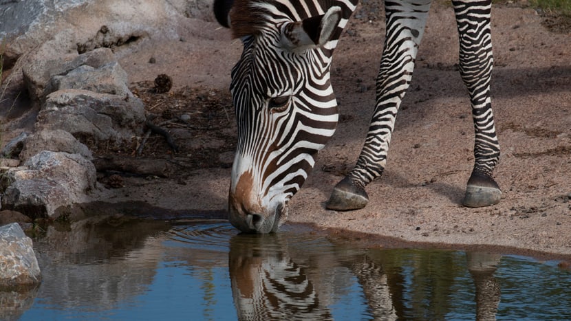 Foto: Zoo Zürich, Peter Boliger Grevyzebras in der Lewa Savanne im Zoo Zürich.