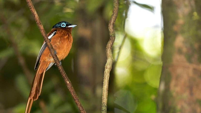 Foto: Zoo Zürich, Martin Bauert Paradiesschnäper im Masoala Nationalpark.