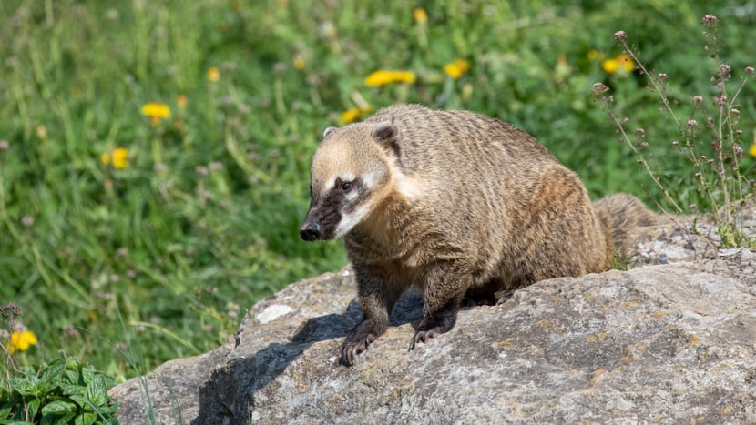 Nasenbär sitzt auf Stein im Zoo Zürich. 