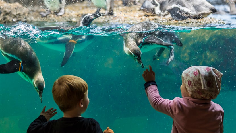 Humboldtpinguine in der Innenanlage im Zoo Zürich.