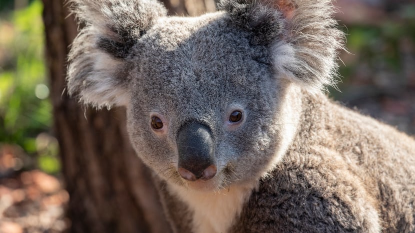 Koala Milo im Zoo Zürich.