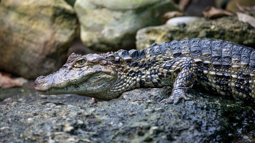 Breitschnauzenkaiman im Exotarium des Zoo Zürich.