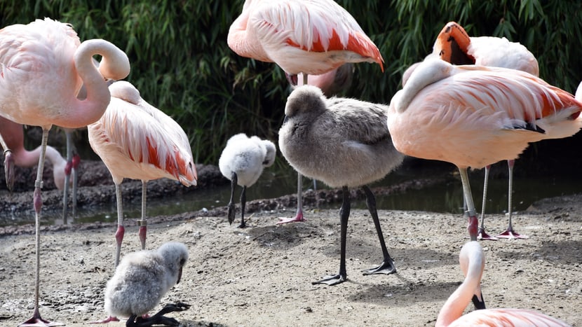 Junge und erwachsene Flamingos im Pantanal des Zoo Zürich.