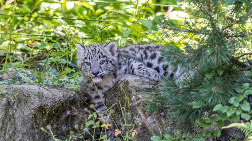 Schneeleoparden-Jungtier Warjun im Zoo Zürich.