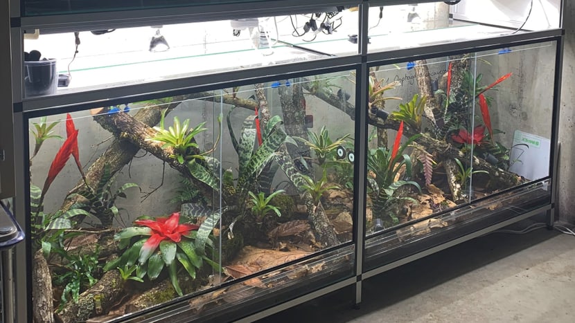 Zuchtterrarien der Harlekin-Baumsteiger im Zoo Zürich.