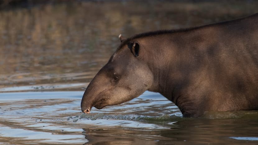 Symbolbild eines Tapirs zur Illustration des Pantanal-Spendenobjekts Tapirinsel.