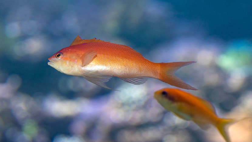 Flammen-Fahnenbarsch (Pseudanthias ignitus) im Zoo Zürich.