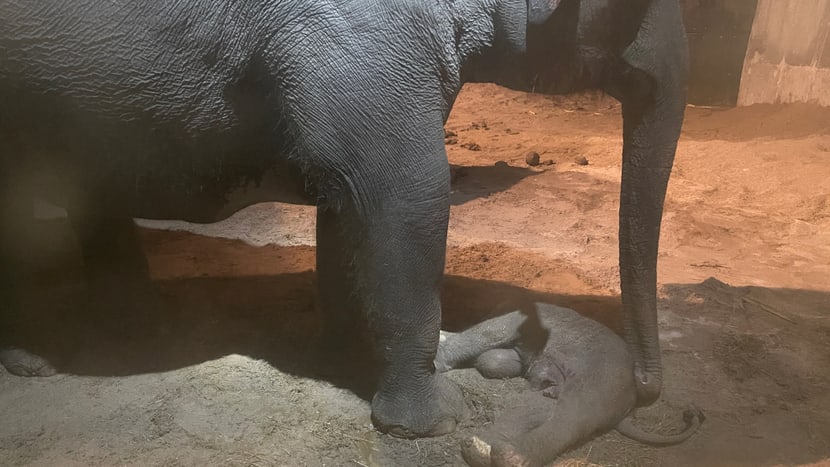 Asiatischer Elefant Farha mit totem Neugeborenen im Managementbereich des Kaeng Krachan Elefantenparks im Zoo Zürich.