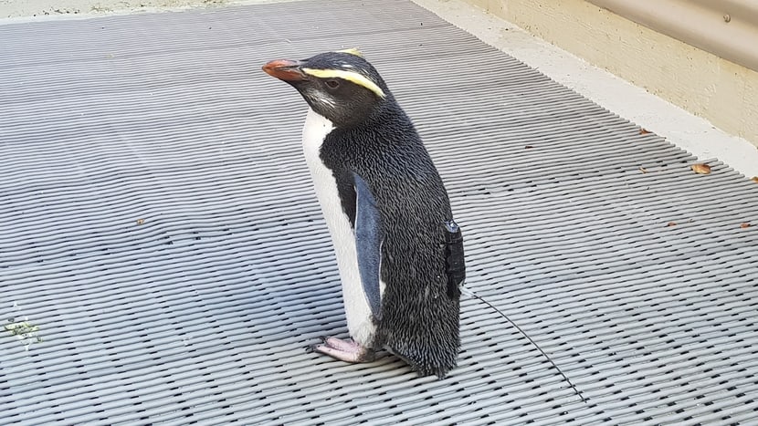 Pinguine Wanderung
