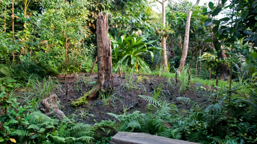 Foto: Zoo Zürich Brandrodung Madagaskar