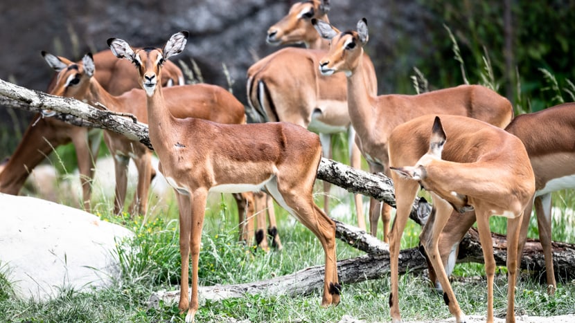 Foto: Zoo Zürich, Marco Schaffner Impalas in der Lewa Savanne im Zoo Zürich.