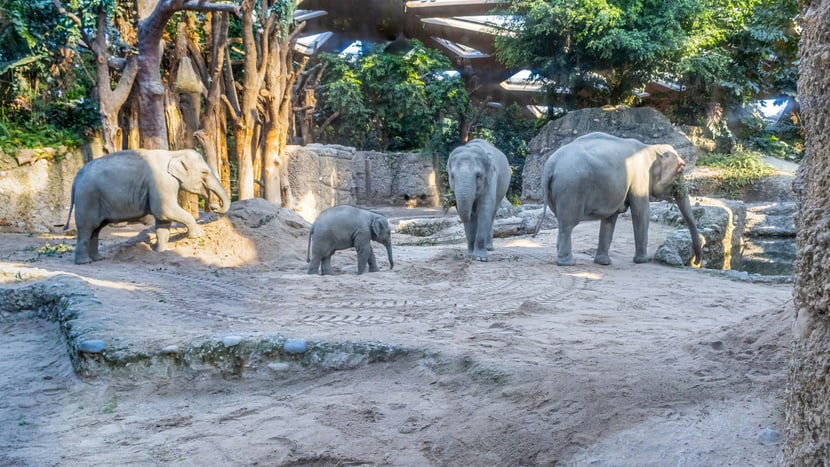 Asiatische Elefanten Omysha, Umesh, Chandra und Indi im Kaeng Krachan Elefantenpark des Zoo Zürich.