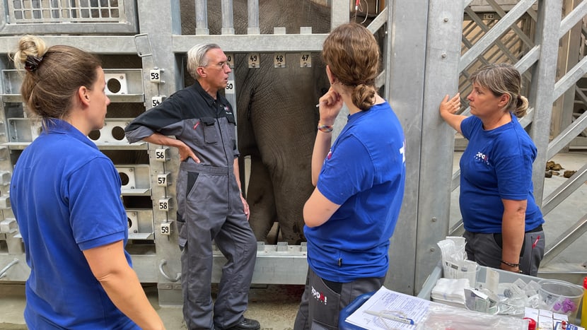 Behandlung des an den Folgen eines EEHV-Ausbruchs erkrankten Asiatischen Elefanten Omysha.