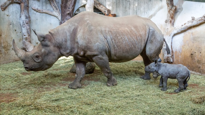 Spitzmaulnashörner Olmoti (klein) und Samira im alten Afrikahaus am 2. Januar 2015.