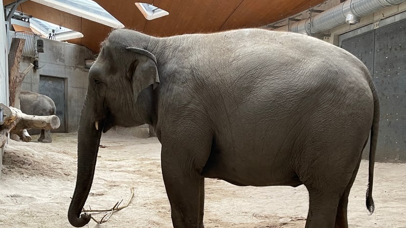 Die Asiatische Elefantenkuh Farha im Managementbereich des Kaeng Krachan Elefantenparks im Zoo Zürich.