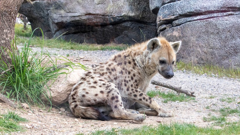 Tüpfelhyäne Tesi in der Lewa Savanne des Zoo Zürich.