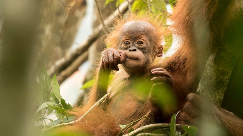 Orang-Utan