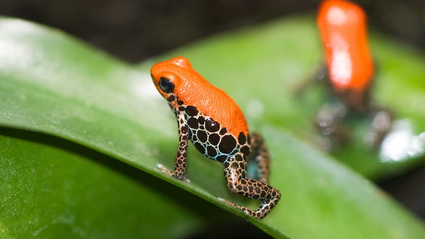 Rotrücken-Baumsteiger im Zoo Zürich.