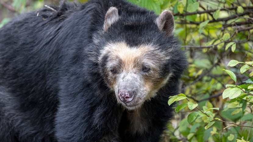 Foto: Zoo Zürich, Enzo Franchini Brillenbär-Weibchen Sisa im Zoo Zürich (November 2021).