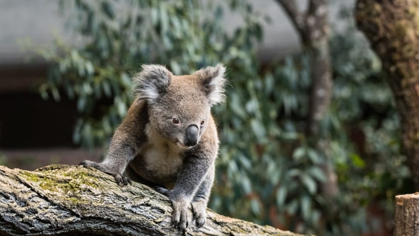Koala Mikey im Australienhaus im Zoo Zürich.