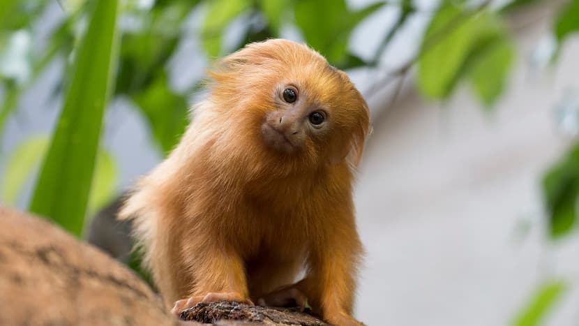 Photo : Zoo de Zurich, Peter Bolliger Tamarin-lion doré au zoo de Zurich.